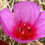 Ruby Chalice Clarkia (Clarkia rubicunda): A native that grows no further North than Marin County.